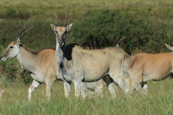 Drakensberg Choir