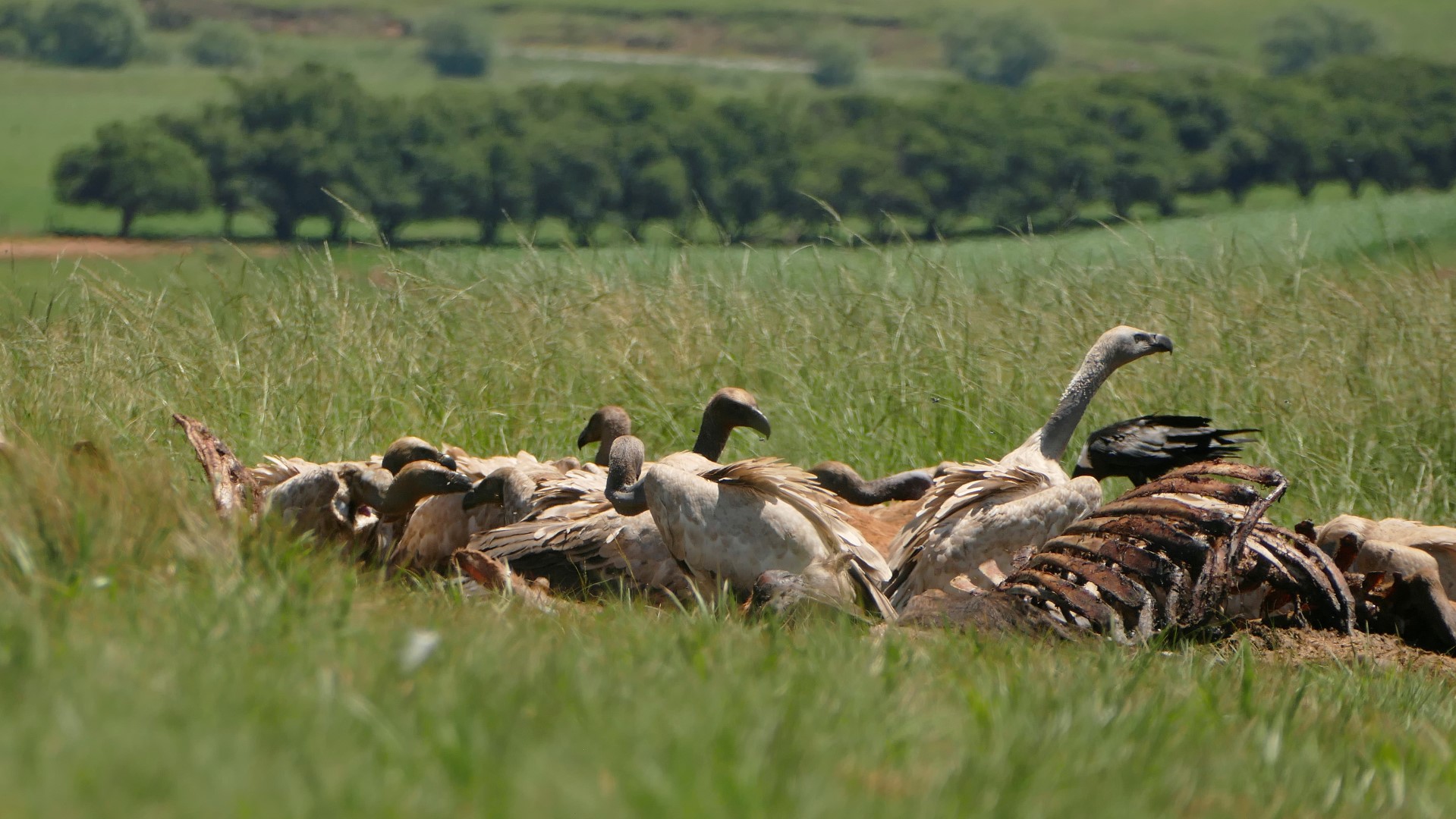 Mzimkulu Vulture Hide